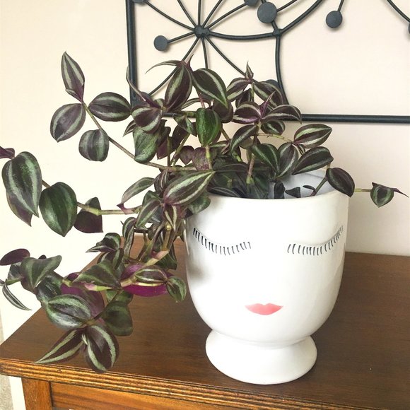 Plant Pot - Picture 1 of 1